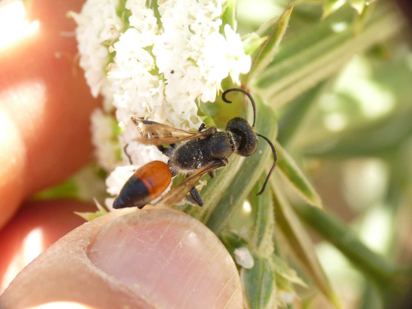 Sphecidae 